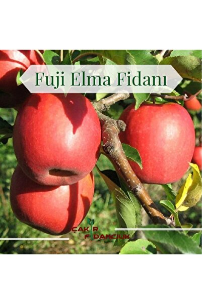 ÇAKIR FİDANCILIK Fuji Elma Fidanı