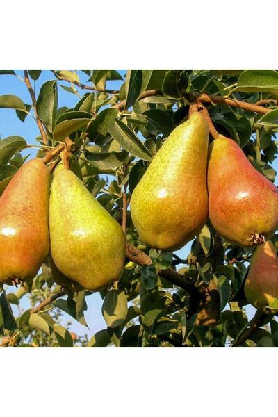 Bitki Dizayn Büyük Saksıda Yarı Bodur Carnem Armut Fidanı 3-4 Yaş Arası