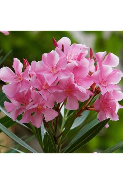 Genel Markalar Zakkum Çiçeği Pembe Saksılı