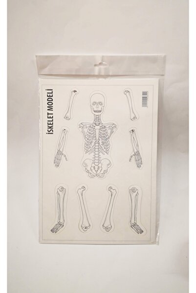 BOZKIRLI İskelet Sistemi Kemikler Fen Bilgisi Okul Eğitim Araçları