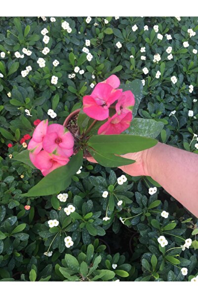 Bitkim Sende Videolu Dikenler Tacı Çiçekli Ithal Tayland Milli (40 55 Cm) Sak...