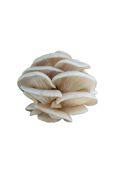 Sebze Meyve Dünyası Istiridye Mantarı (350 Gr)