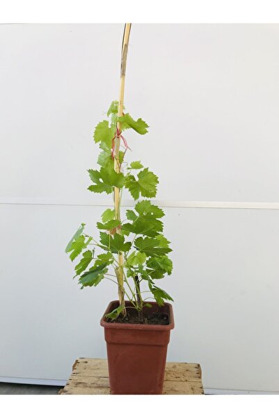 EVİM BAHÇEM Üzüm Fidanı Asma Bağ Fidanı (SAKSILI)yalova Incisi Asma Üzüm