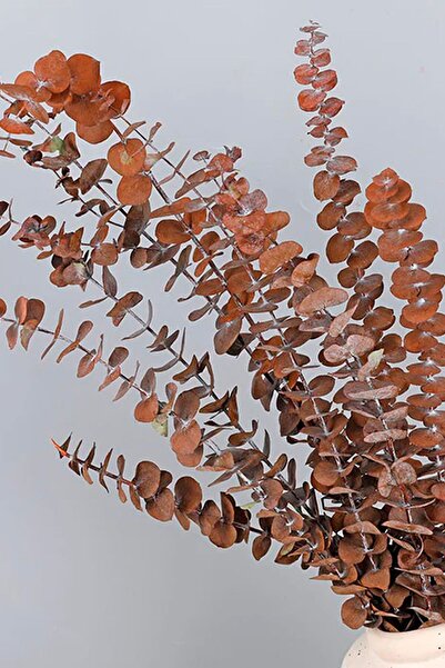 Goya Home Şoklanmış Naturel Okaliptus Kurutulmuş Şoklu Okaliptus Demeti