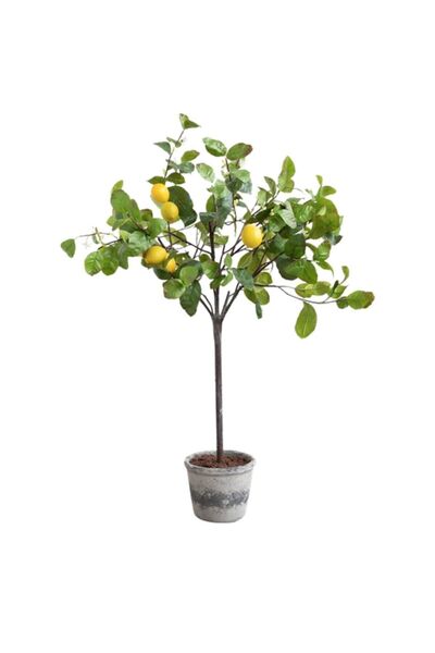 Hepsibahçemden Limon Ağacı Fidanı Iki Adet Tüplü Bodur Yediveren