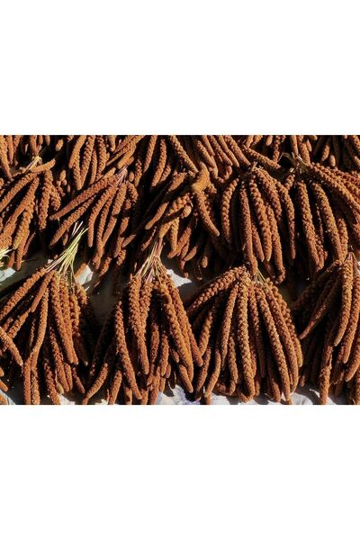 Özdemir Petshop Kızıl Dal Darı 500gr