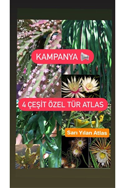 Birtutamrenk Özeltür 4çeşit atlas çiçeği köksüz dal fiyatıdır