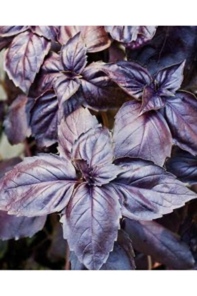 Genel Markalar Yerli Mor Reyhan Tohumu 25 Adet