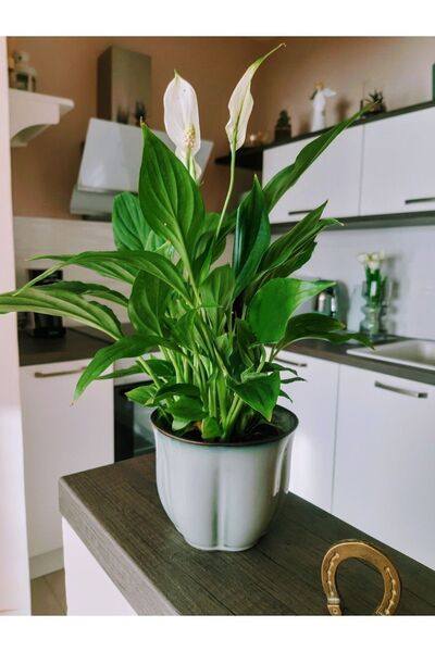 Su Plant Barış Çiçeği Spatifilyum