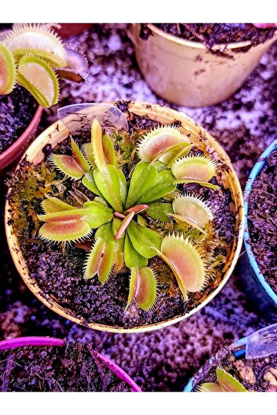mobuflora Özel Tür Dionaea Muscipula "brutal Shark" Sinek Kapan Etobur Bitki ...