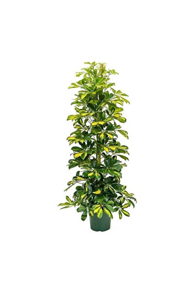 GoldLotus Schefflera - Şeflera - 5 Parmak Bitkisi 80-100 Cm
