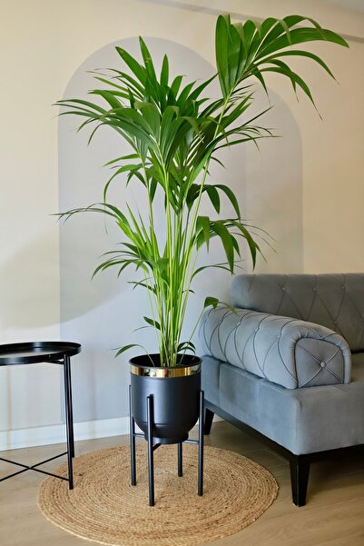 Genel Markalar Metal Saksı Ayaklı Çiçeklik Dekoratif Siyah Gold Detay Saksılık Vazo 50x30