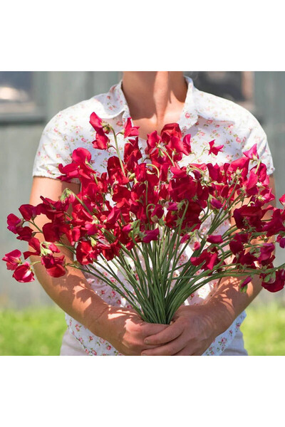 ZENGARDEN EV VE BAHÇE Royal kırmızı tatlı Bezelye tohumu lathyrus odoratus ro...