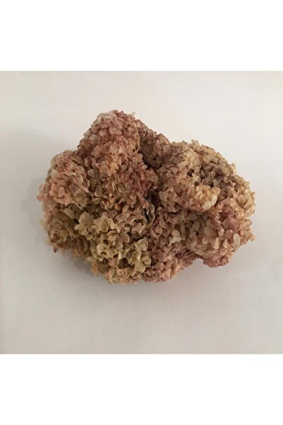 FOÇA ORGANİK Izmir Foça Deniz Kadayıfı 1/2 Kg Toptan Satış % 12 Iskontolu Fiyat