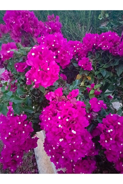 AYDOĞDU Saksılı mor begonvil fidanı