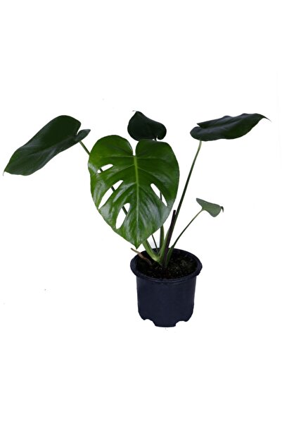 HOBİ VE BAHÇE Deve Tabanı - Monstera Deliciosa - Bitki Boyu 30-40 Cm