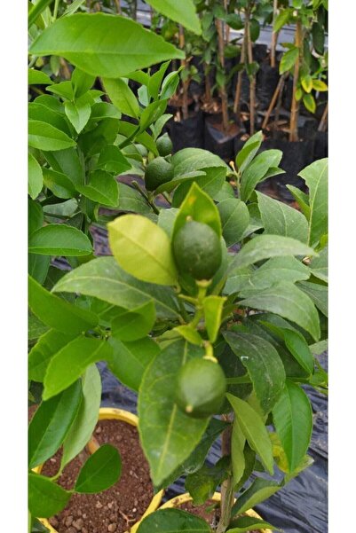 fidanbahcem Yediveren Limon Ağacı "saksılı" Bodur Tür