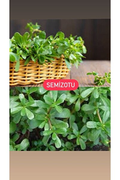 Birtutamrenk Portulaca oleracea semizotu 50adet tohum