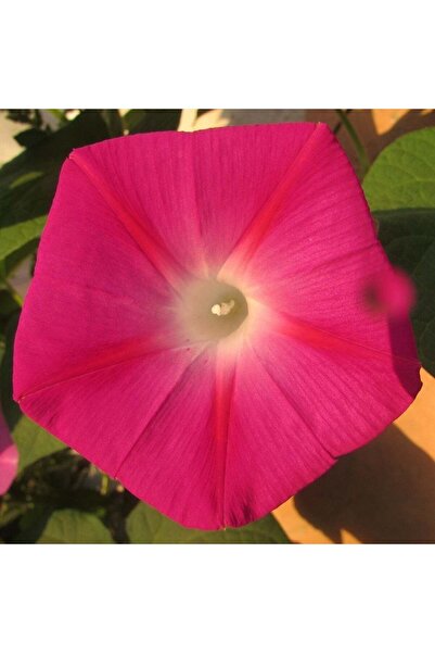 Birtutamrenk Sarmsşık Ipomoea Kahkaha Çiçeği Gündüz Sefası 15 Adet Tohum