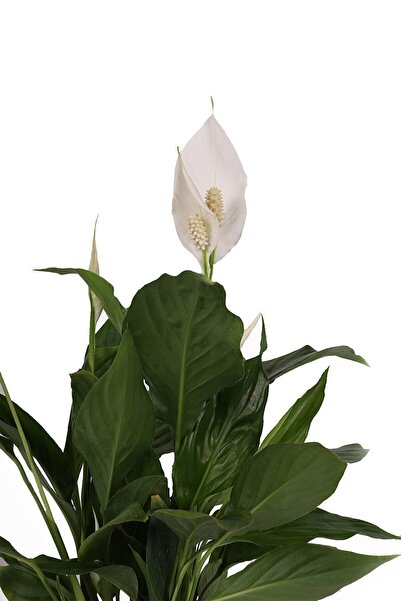 YEŞİLİMARKET Spatifilyum Çiçeği- Barış (yelken) Çiçeği 40-50 Cm 14cm Saksıda