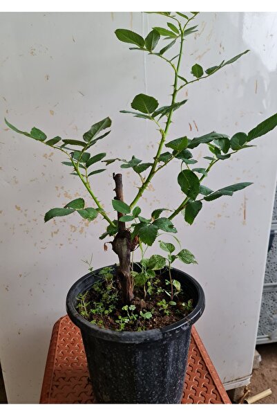 YAĞMUR FİDANCILIK Saksıda Gül Fidanı40-50 Cm Çiçekli