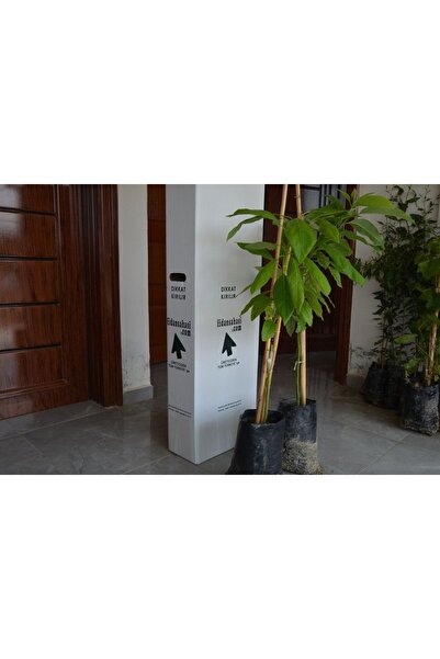 Genel Markalar Birbirini Tozlayan 2 Yaş Aşılı Bacon Ve Fuerte Avakado 2'li