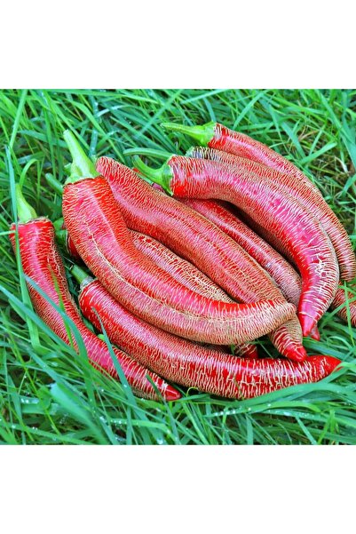 ZENGARDEN EV VE BAHÇE Çok acı Arnavut biberi tohumu rezha macedonian pepper