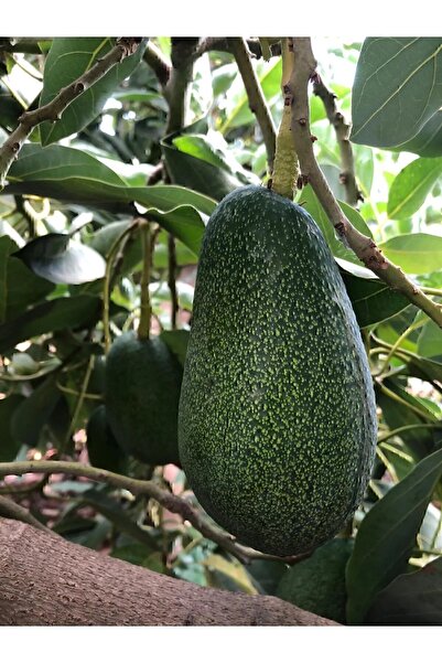 Hamile Marketim Avokado 1 Kg - Yeni Hasat - Yerli Üretim