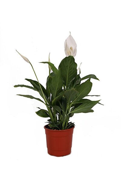 YEŞİLİMARKET Spatifilyum Çiçeği- Barış (yelken) Çiçeği 40-50 Cm 14cm Saksıda