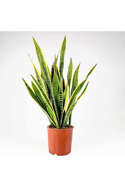 Fidanburada Paşa Kılıcı - Peygamber Kılıcı Xl