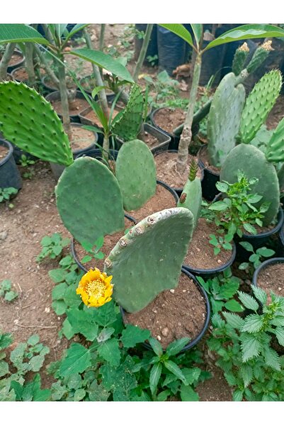 AYDOĞDU Saksıda Hint inciri (papuç inciri) dikenli incir