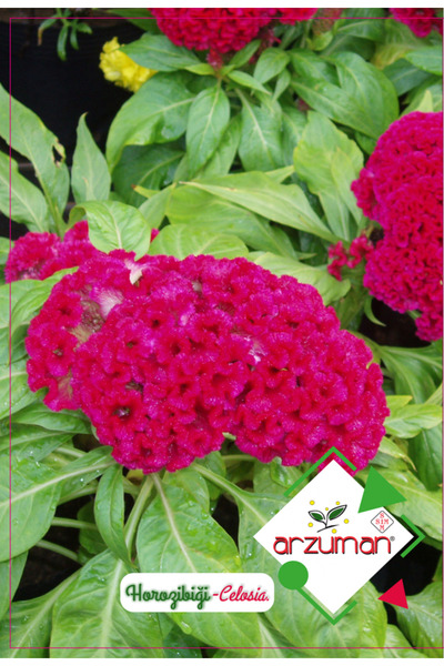 Genel Markalar Horozibiği Çiçeği (paketteki Tohum Sayısı 100 )