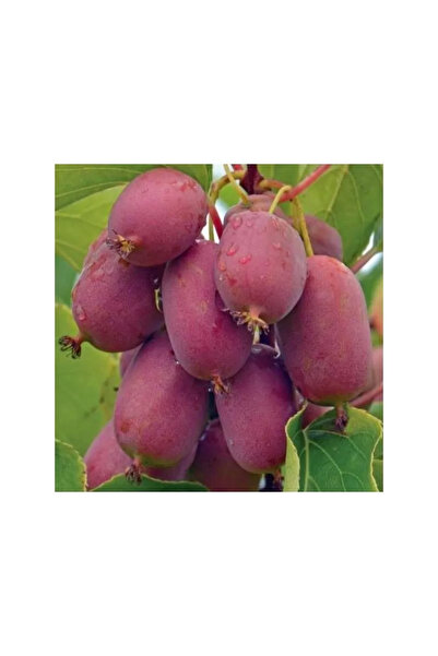 fidanciyiz Kivi Fidanı Mini Actinidia Arguta Ananas Naya