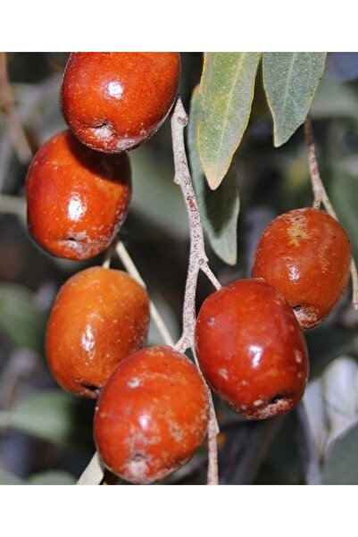 bitkifidan 3 Yaş İğde Fidanı