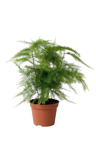Cemre Garden Asparagus Setaceus - Kuşkonmaz - Ev Ofis Salon Iç Mekan Bitkisi - Ø:12 Cm - H:35 Cm