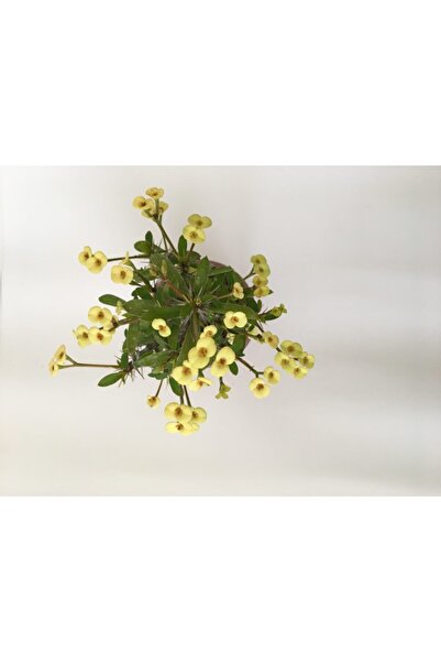 Thorns Crown Small Flowered Imported Euphorbia National (yellow)