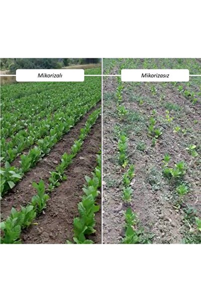 SHUBHODAYA MİKORİZA L Organik Gübre (SKT: NİSAN 2027)