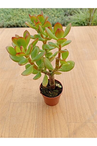 Crasula Ovata Minor (Money Flower) ( 5.5 Cm in Pot )