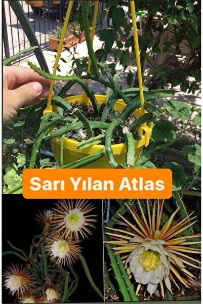 Birtutamrenk Selenicereus hamatus atlas çiçeği sarı 1adet köksüz dal