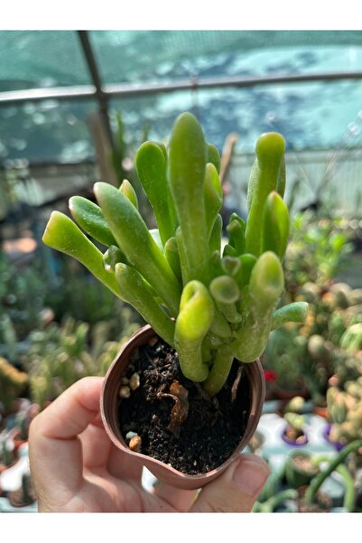 Birtutamrenk Shrek kulağı sukulent Crassula Ovata Gollum 5.5