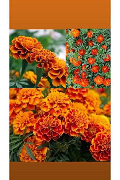Birtutamrenk Kokulu Kadife çiçeği tohumu Tagetes 20adet tohum