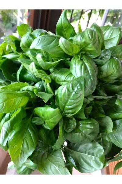 Birtutamrenk Yerli pesto sosluk iri yapraklı fesleğen tohumu 25adet