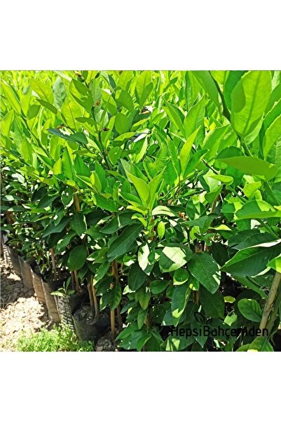 Hepsibahçemden Limon Ağacı Fidanı Iki Adet Tüplü Bodur Yediveren