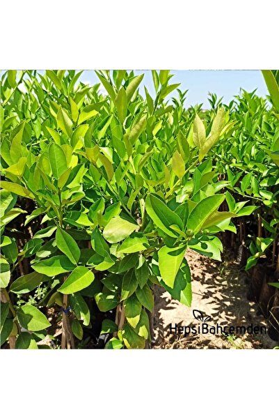Hepsibahçemden Limon Ağacı Fidanı Iki Adet Tüplü Bodur Yediveren