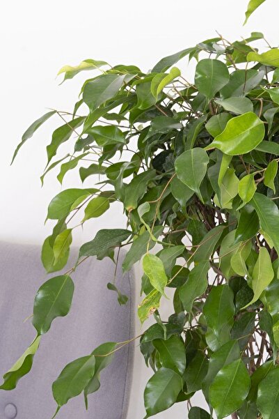 Garden Online Ficus Benjamina Daniella - Yeşil Ficus Canlı Salon Bitkisi 80 - 100 Cm