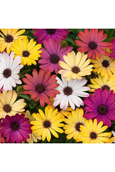 Tunç Botanik BODRUM PAPATYASI 3 ADET SAKSIDA ÇİÇEK (KARIŞIK RENKLİ)