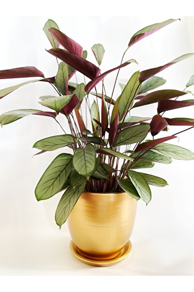 plot plant lovers of turkey 24x21 cm Altın Rengi Gold Toprak Saksı, Paris Ser...