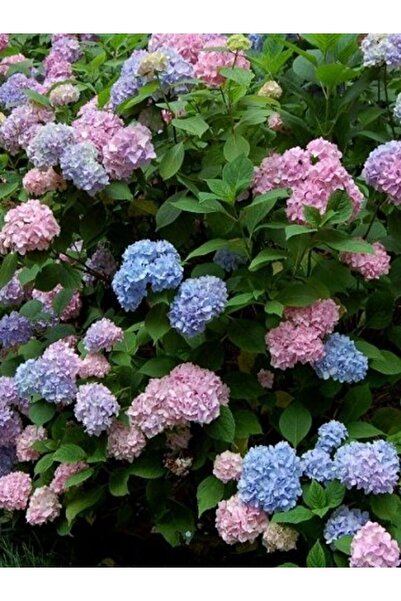 fidanistanbul Ortanca Fidanı Promosyon Hydrangea Macrophylla , Saksıda