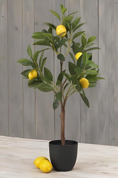 Garden Online Yediveren Limon Fidanı Gür Dallı Limon Ağacı Fidanı 50-60 CM