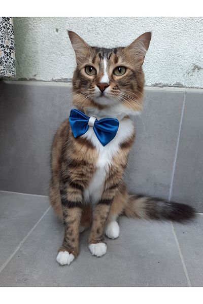 Cebera MG Bow Cat Collar with Snap Fastener - Cat Collar